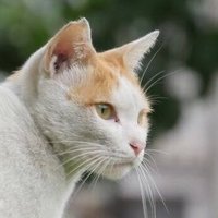 こまさん (@comaz) 's Twitter Profile Photo こまさん (@comaz) 's Twitter Profile Photo