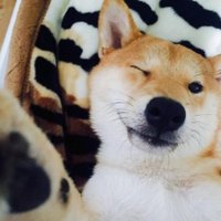 Dogefighter (@dogefighter_ow) 's Twitter Profile