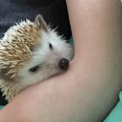 Ray the dumbさんのプロフィール画像