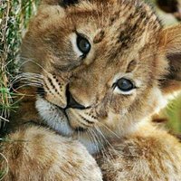 Rakesh (@rakesh12131589) 's Twitter Profile