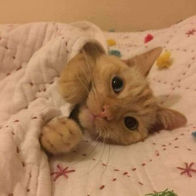 HalimaM84785325's profile picture. rigid but simple