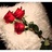 loversyria's profile image