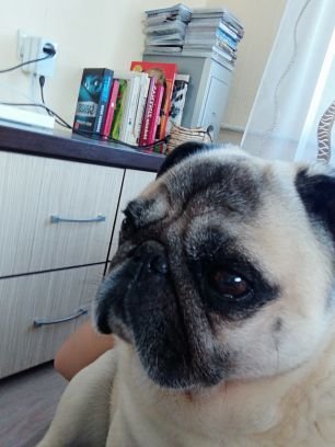 ModelPug's profile picture. My favourite food is EVERYTHING....  except for pickles. They can go to hell.
