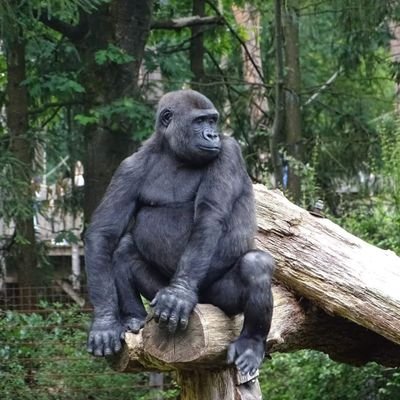 kevin_huibregt's profile picture. 