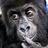 A. Gorilla