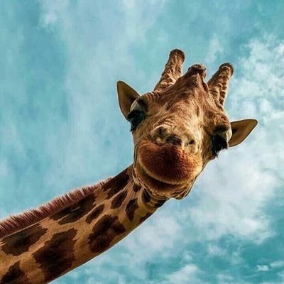 abcd123ismyname's profile picture. wandering alone...