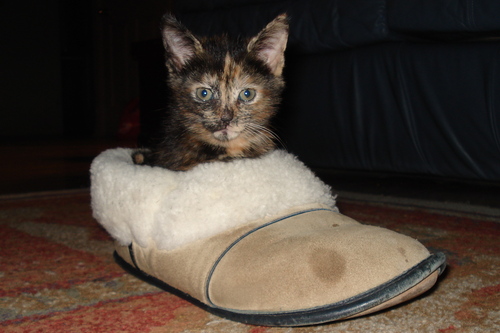 kitteefeed's profile picture. Felis Catus; Thoughts of a country cat in the big city, on twitter.