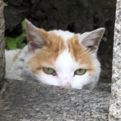 soudeshita's profile picture. 人です