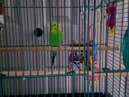 LiessBird's profile picture. I am a green and yellow budgie, I like watching tv, listening to music and sharpening my beak.