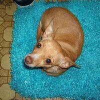 Rhonda R (@tinker62) 's Twitter Profile