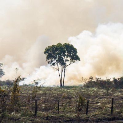 Coral Reefs are dying, the Amazon forest is up in flames, may species gone extinct. How do you feel about this?