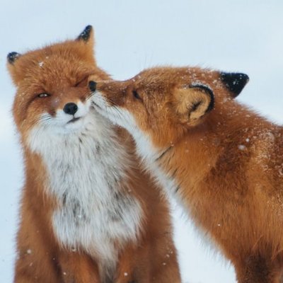 Anonymous fox