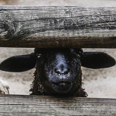 theblacksheeepp's profile picture. Resistance 💙❄️🧢 Mother of 4, business owner, Aussie - American family. Please get well soon USA 🚫no DM’s ~ I will FBR ASAP