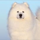 samoyed88's profile picture. 犬です