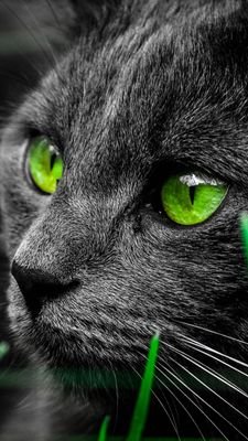 RadicalCat7's profile picture. I post things... here and there. Ain't got much else to say honestly.