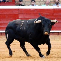 Albarreal (@toros_albarreal) 's Twitter Profile