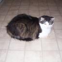 Tracy Luper - @scrapfaerie - Twitter