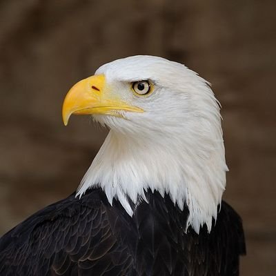 ‏أحب الخير