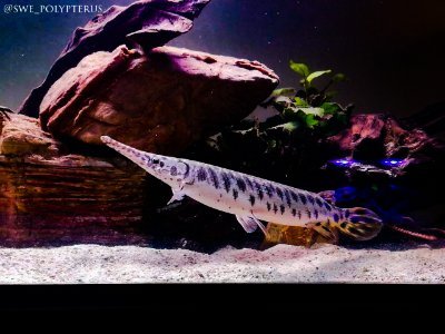 SPolypterus's profile picture. Swedish aquarium hobby