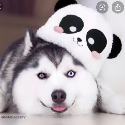 ₱ⱤØ ₣ØⱤ₮₦ł₮Ɇ ₱Ⱡ₳ɎɆⱤ Grinding🧬 Looking for a good Fortnite org and trio that loves scrims
