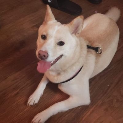 DenLikeTheDiner's profile picture. Animator, Day Dreamer, Gamer, Graphic designer