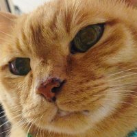 アリィ (@masmjaxs) 's Twitter Profile
