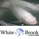 White Brook Tilapia