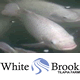 TilapiaSource's profile picture. White Brook Tilapia Farm is a family owned tilapia hatchery located in Kansas City, Missouri. We sell live tilapia fry and fingerlings. Aquaponics, aquaculture.