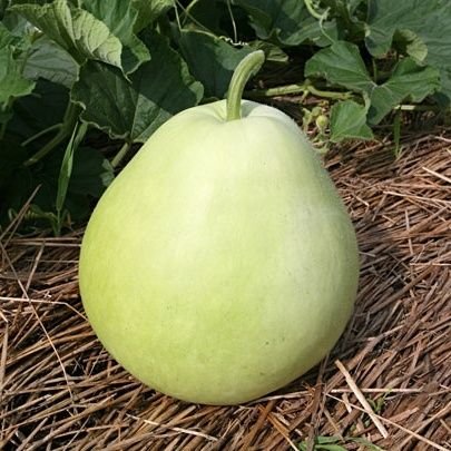 edada_0w0's profile picture. 