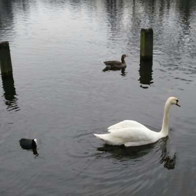 kosukePiwasaki's profile picture. 勉強用（主にプログラミング）アカウント。
まだまだ勉強中。