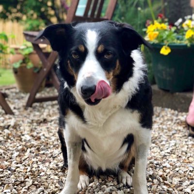 MegSheepdog's profile picture. I’m a Welsh border collie. Unfortunately I suffer from severe epilepsy so want to raise awareness of canine epilepsy particularly with working dog offspring.