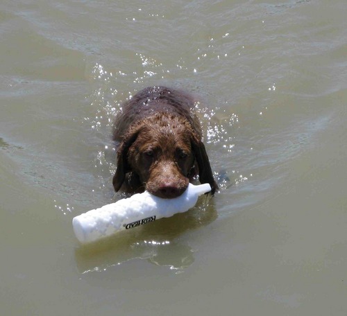 Fowled_Up's profile picture. My Chesapeake Bay Retriever and I are both learning to duck hunt! I tweet about how I've fowled up our lives.