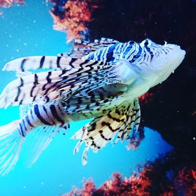 いぷ～( '-'  )さんのプロフィール画像