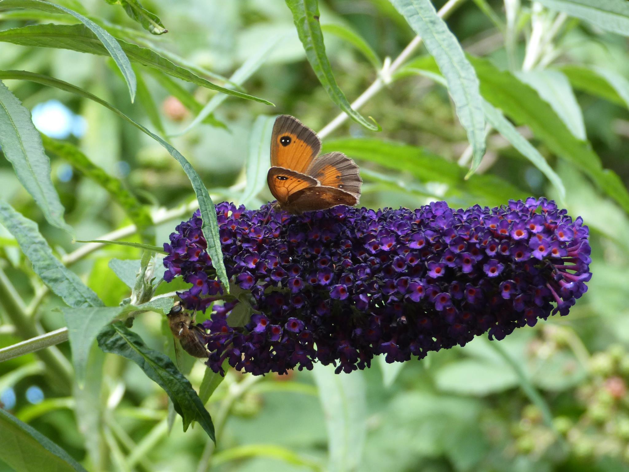 SCAPE – Scandinavian Association for Pollination Ecology – organises annual meetings (since 1987) on pollination, plant reproductive biology, and related fields