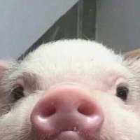 ungoverned (@alexkollontai17) 's Twitter Profile