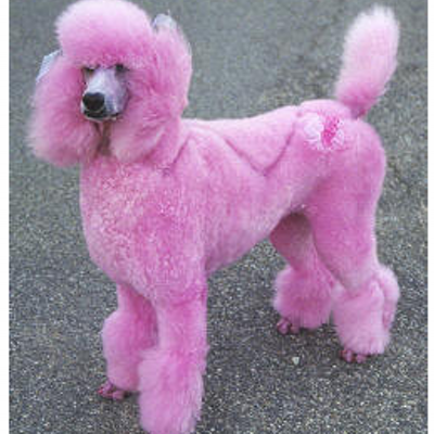 Pink Poodle Rules! (@PinkPoodleMusic) | Twitter