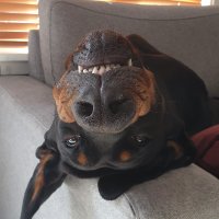 Dan (@dankhnt) 's Twitter Profile