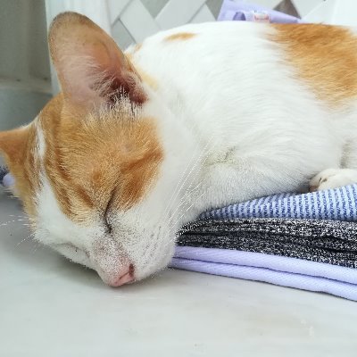 羽鳥清羅さんのプロフィール画像