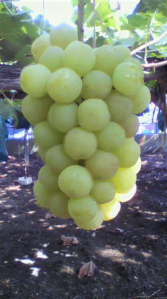 muscatfarm21's profile picture. 岡山県倉敷市でシャインマスカットと瀬戸ジャイアンツを栽培しネット販売している百姓のおじさんです