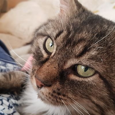 CharlieXCP's profile picture. #Ambassacat for South Bucks. I have FIV+ & was a Free Cat (Stray Division) living under the stars. Retired & adopted through Chiltern Cats Protection.