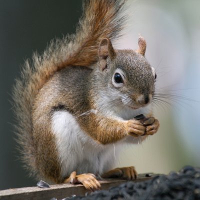 RisuOw's profile picture. 