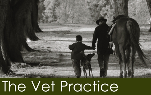 Veterinary Practice Done Differently