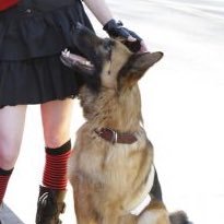 AbbysGoodBoy's profile picture. Jethro, a loving animal, who lives a life paying back McGee for shooting me. #NCISRP