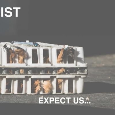 ANTI_SPECIESIST's profile picture. here to smash speciesist culture, one action at the time.