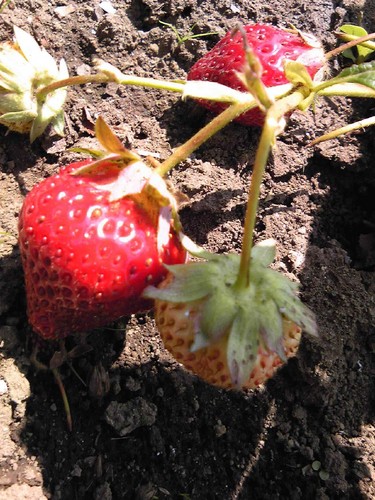 papaiya5's profile picture. ヘルパー２級