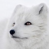 Spirit Fox(@SpiritFoxTarot) 's Twitter Profile Photo