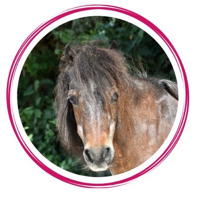 Poney Shetland de 1994, #RédacteurEnChef pour le #Blog du PoneyClub de Chailly “#Poney #Journaliste d#Investigation” et “#CorrespondantSpécial” au @PoneyclubC