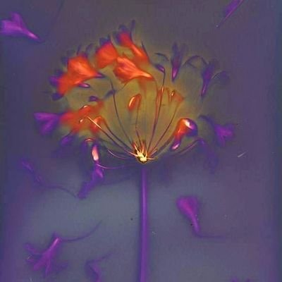 Somerset based Artist making Lumen photographic prints in her garden. MA/ARPSPrints available.#lumen #cameraless photography. #alternativephotographyprocesses.