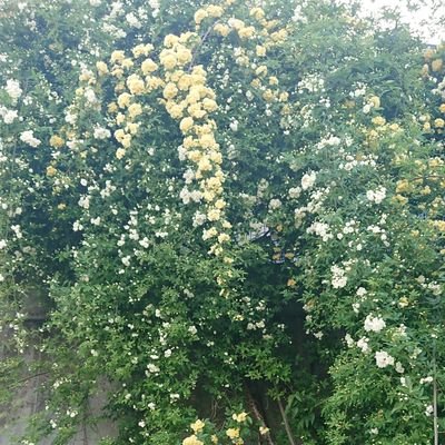 2021年6月から彫金を始めました。
見かけによらず病弱です。
現在スローペースでジュエリー制作中。
2022年10/6より作品販売を開始いたしました。イベント出展での販売もすこーしだけ。
アトリエHope #minne
https://t.co/fIIZ4pBIBz
インスタ:@nekonen517