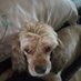 Karen DiMauro (@kdimauro1) Twitter profile photo Karen DiMauro (@kdimauro1) Twitter profile photo